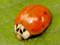 Harmonia axyridis